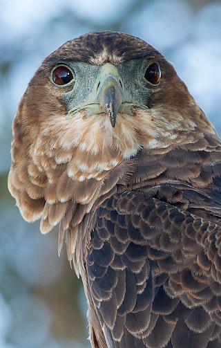 Bateleur juvenile